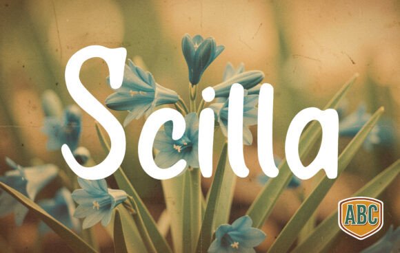 Scilla: The Hand-Drawn Font That Elevates Small Business Branding